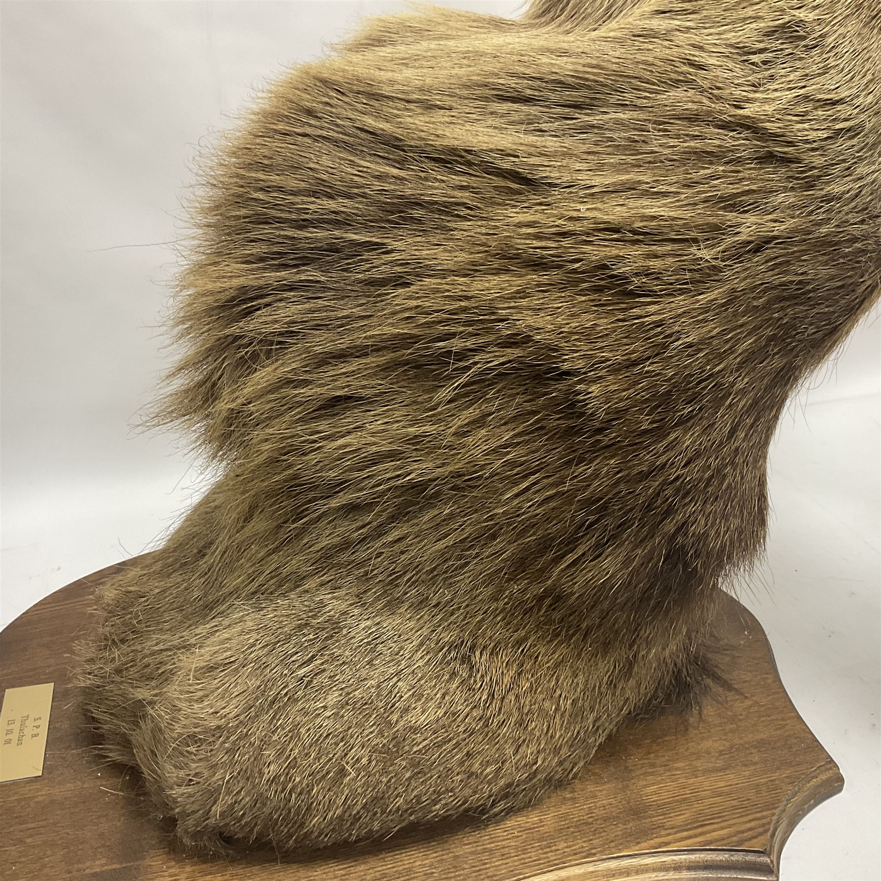 Taxidermy: Red Deer (Cervus elaphus), adult male imperial stag shoulder mount looking straight ahead, eleven point antlers, mounted upon a shaped wooden shield, D65cm