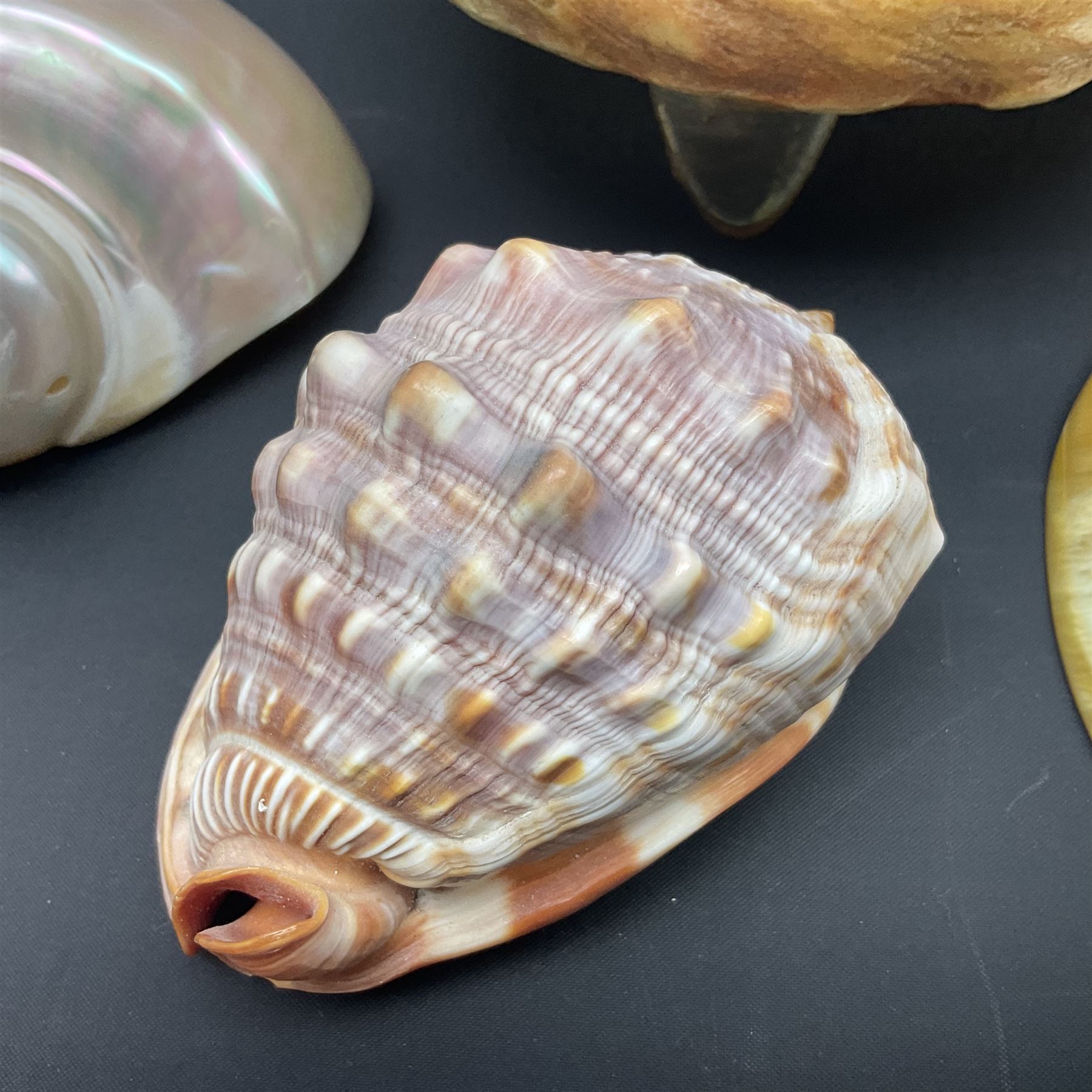 Conchology: selection of shells, including gold pearl oyster shell, mother of pearl turbo marmaratus shell, Cypraecassis Rufa red helmet shell, Mitre shell, Paua shell and others, largest D19cm
