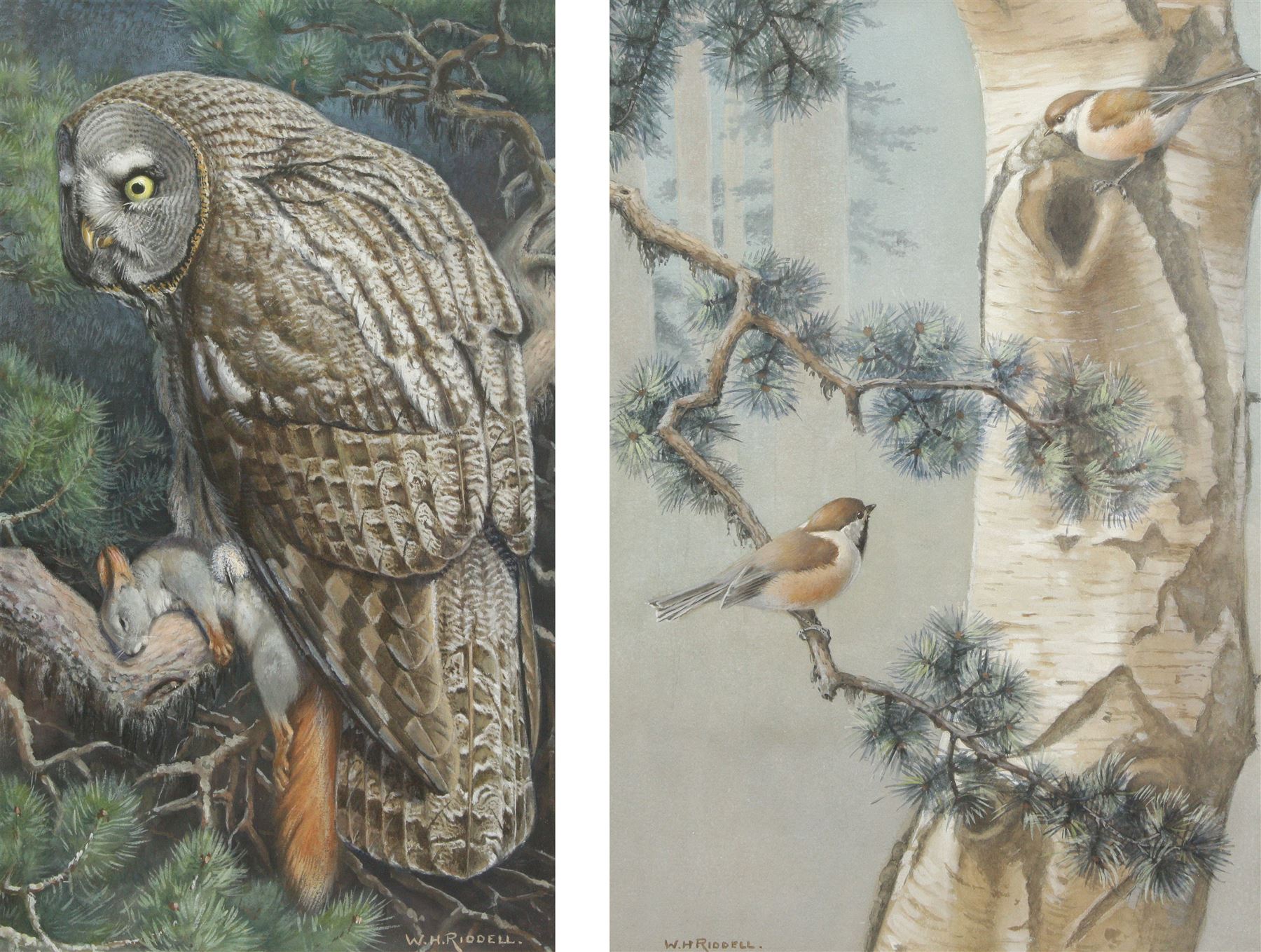 William Hutton Riddell (British 1880-1947): Owl with Mouse and Birds in a Birch Tree, pair watercolours and gouache signed  36cm x 22cm (2)