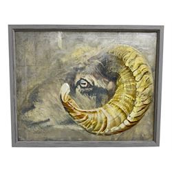 Sarah Williams (British 1961-): Ram's Head, Oil on Canvas.

Sarah graduated from Norwich School of Art and Design in 1984 with a first-class BA Hons in Fine Art and, having won the Stowell's Trophy, was awarded an unconditional place to study MA Painting at the Royal Academy. She comes from a family of creative talent - her father, Reg Williams, was a member of the York Four. 

She has exhibited in galleries around England and has had her own businesses in Interior Design, Architectural Design, Furniture Design and Jewellery. Sarah has recently returned to painting full-time and, having used a multitude of mediums in her creative work, now confesses she is an oil-paint addict. It is 