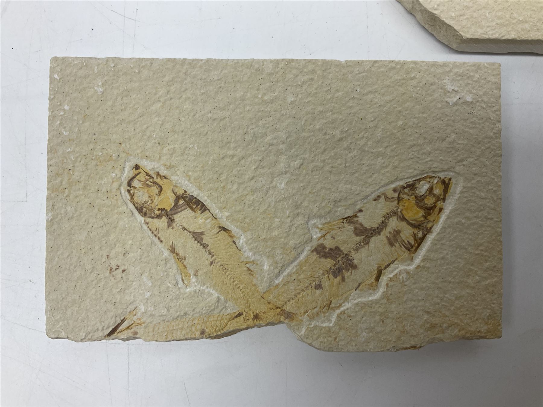 Three fossilised fish (Knightia alta) two in a single matrix, the other in an individual maxtrix, age; Eocene period, location; Green River Formation, Wyoming, USA, largest matrix H9cm, L15cm