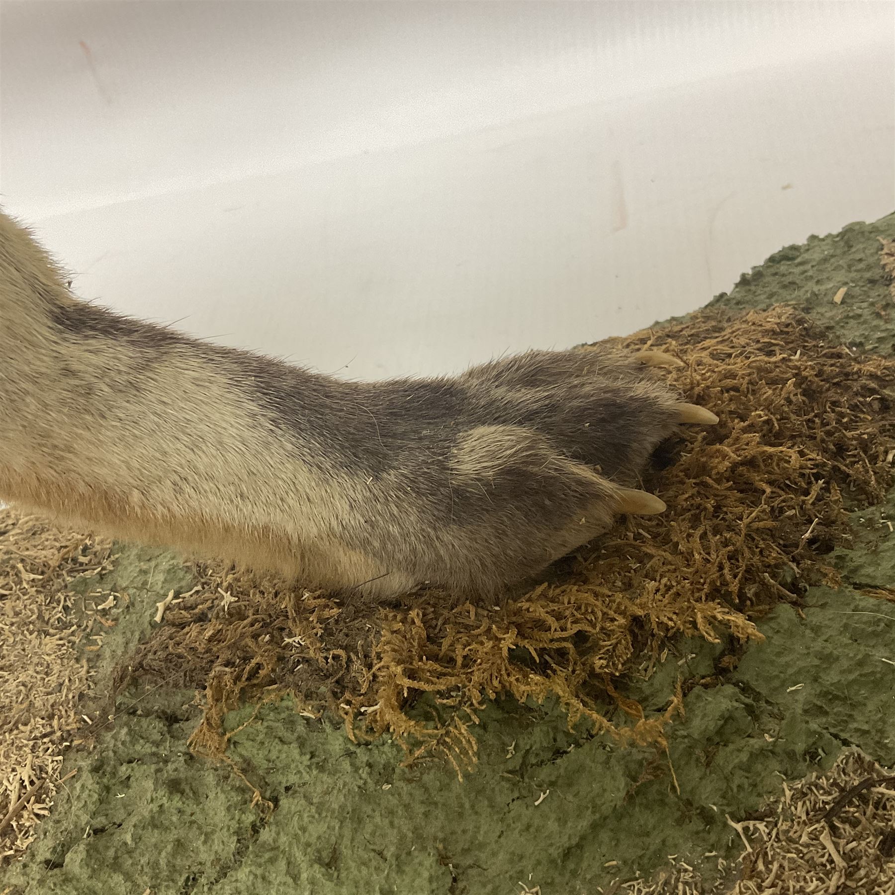 Taxidermy: European Red Fox (Vulpes vulpes), full mount adult on open display with standing alert with ears forward front paw raised, upon a naturalist base, H62cm, L78cm