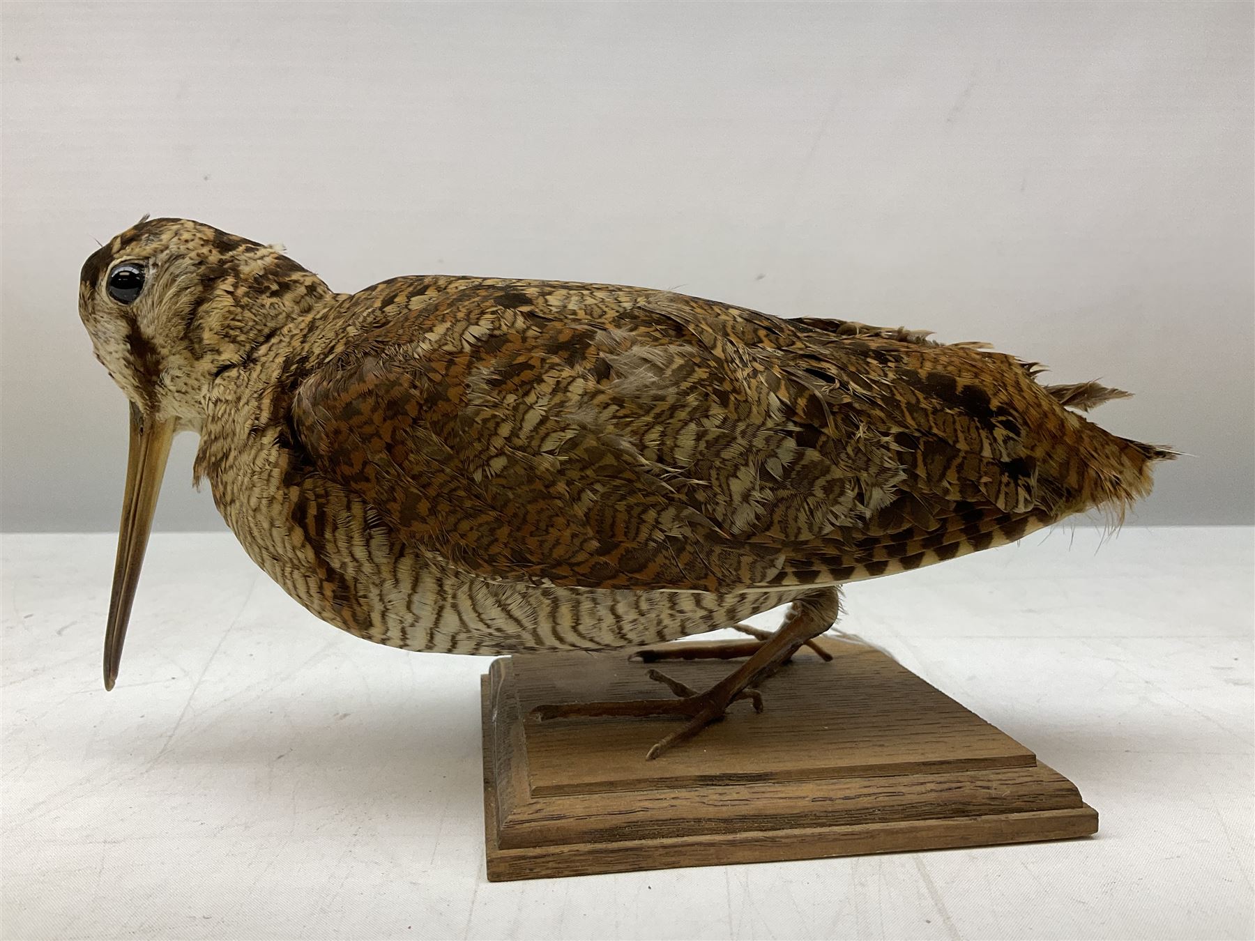 Taxidermy: Two Woodcock (Scolopax rusticola), both adult mounts on open display upon wooden bases, tallest example H22cm 