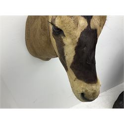 Taxidermy: Fringed-eared oryx (Oryx beisa callotis), circa 1960, by Rowland Ward Ltd,  adult male shoulder mount looking straight ahead, D62cm