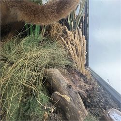 Taxidermy: late Victorian cased European Otter (Lutra lutra), full adult amount with head turning to the front with mouth open faux rock, upon soil covered groundwork, set against a pale blue painted back drop, enclosed within an ebonised three pane glass case, 