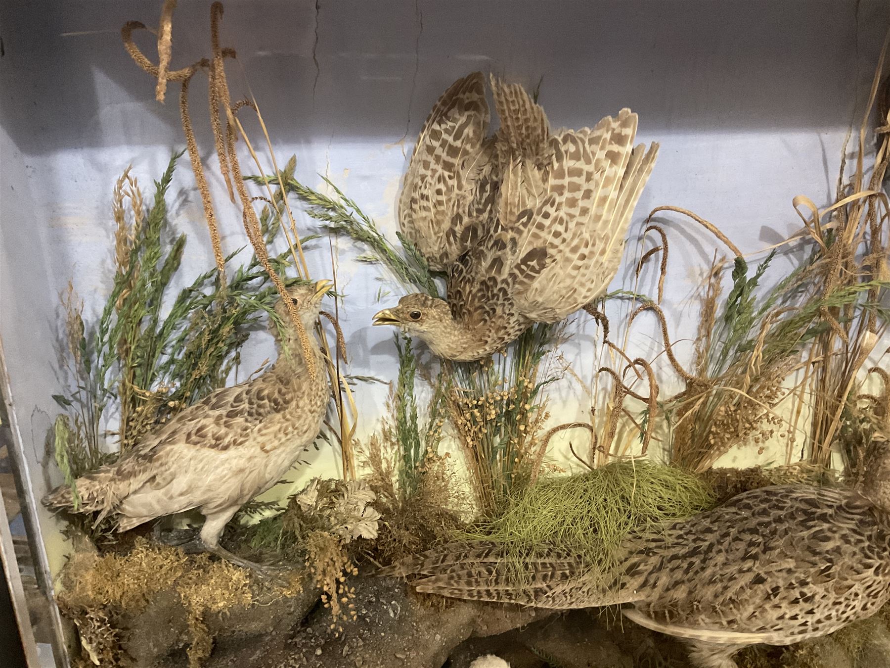 Taxidermy: Late Victorian Diorama of Pheasants and a Sparrowhawk, depicting Ring-necked Pheasants (Phasianus colchicus), a female with her chicks, a full mount adult female Sparrowhawk (Accipiter nisus) above in flying position, all mounted in a naturalistic setting of mosses, branches and tall grasses, on faux rock base, set against a blue sky painted backdrop, enclosed within a large ebonised three-glass display case, H79.5cm, W107cm