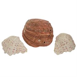 Conchology; Collection of seashells and coral, including Red Abalone shell, Hexaplex Callidinus, verious Cowrie shells, Leopardus cone etc, CITES Appendix II this lot is available to UK buyers only