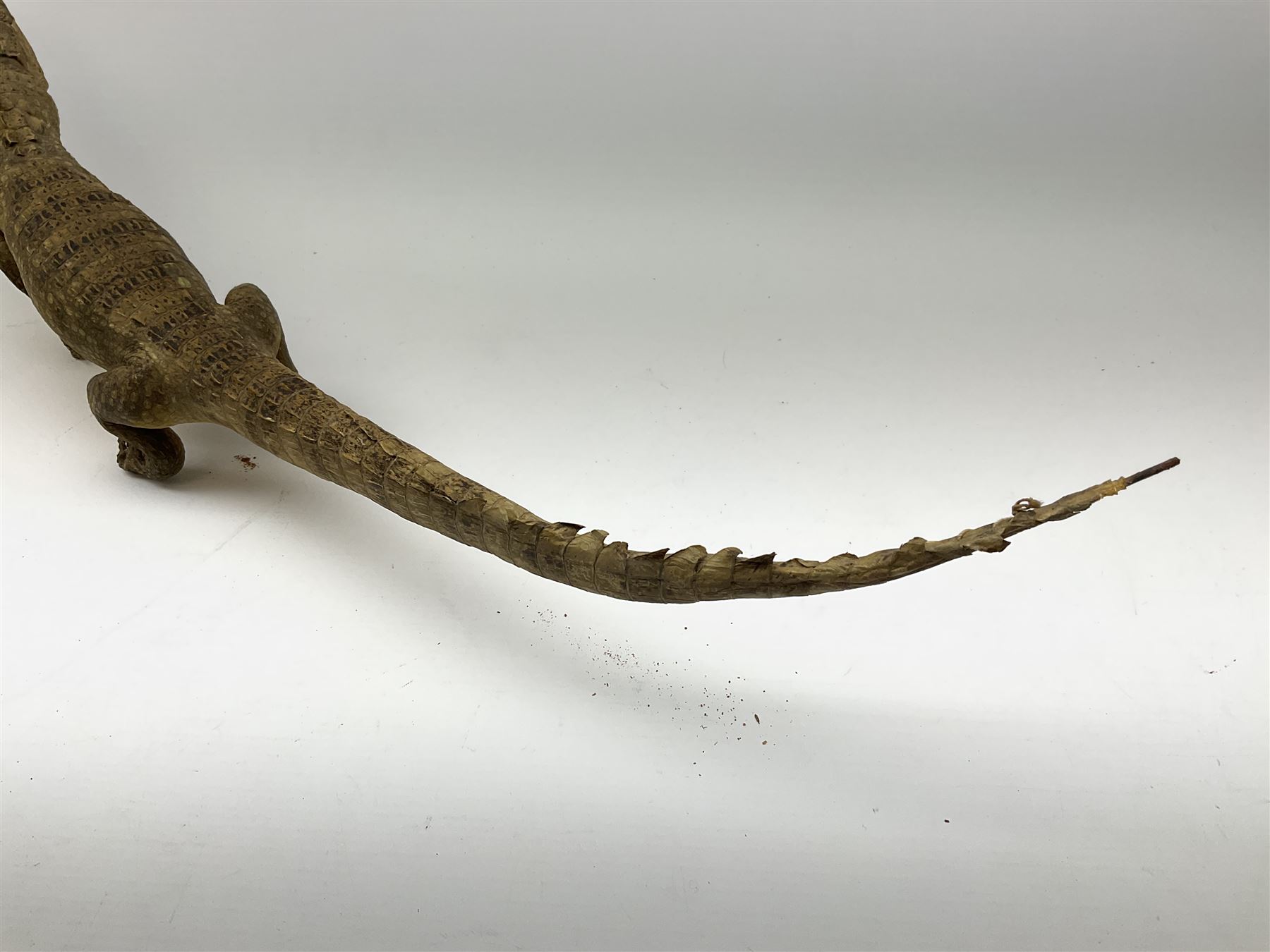 Taxidermy: Spectacled Caiman (Caiman crocodilus), H16cm, L64cm.