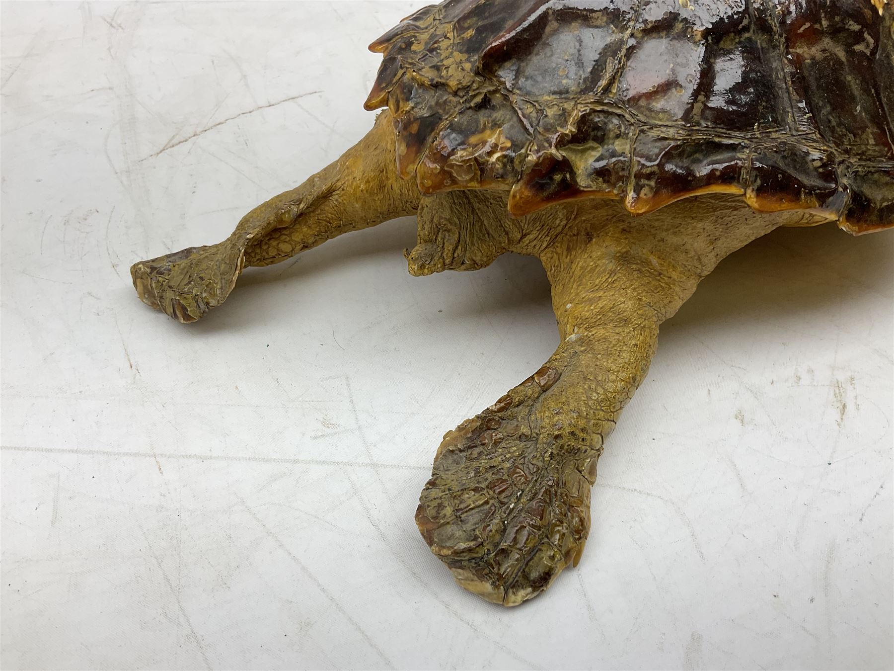 Taxidermy: Hawksbill Sea Turtle (Eretmochelys imbricata), juvenile full mount, beak to shell base L43cm