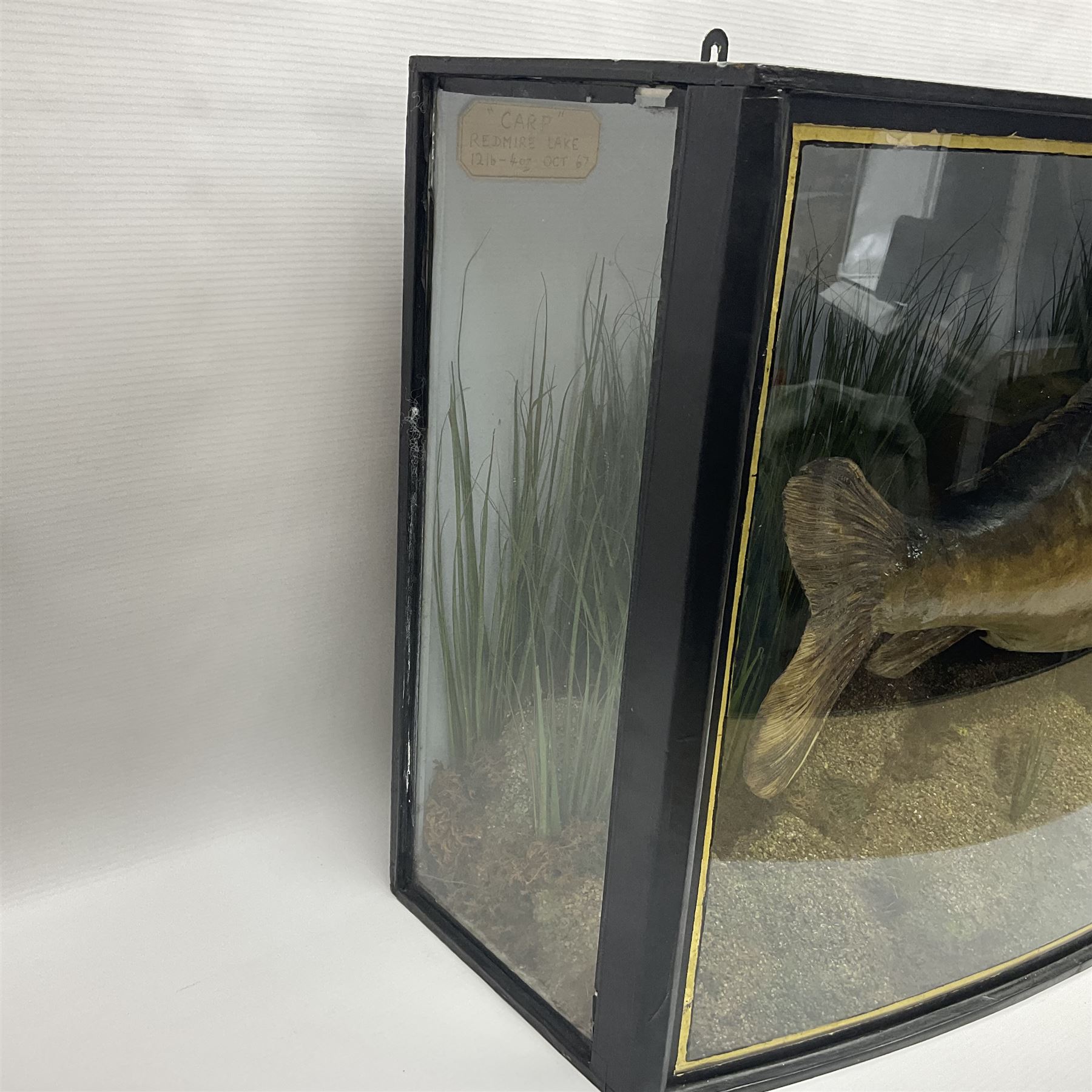 Taxidermy; Cased Mirror Carp (Cyprinus carpio carpio) a large preserved skin mount 
in a naturalistic setting set against blue painted back drop, enclosed within a glass bow fronted case, the interior bearing a label 'Carp Redmire Lake 12 lb 4 oz Oct 67' H42 cm W87 cm D27 cm