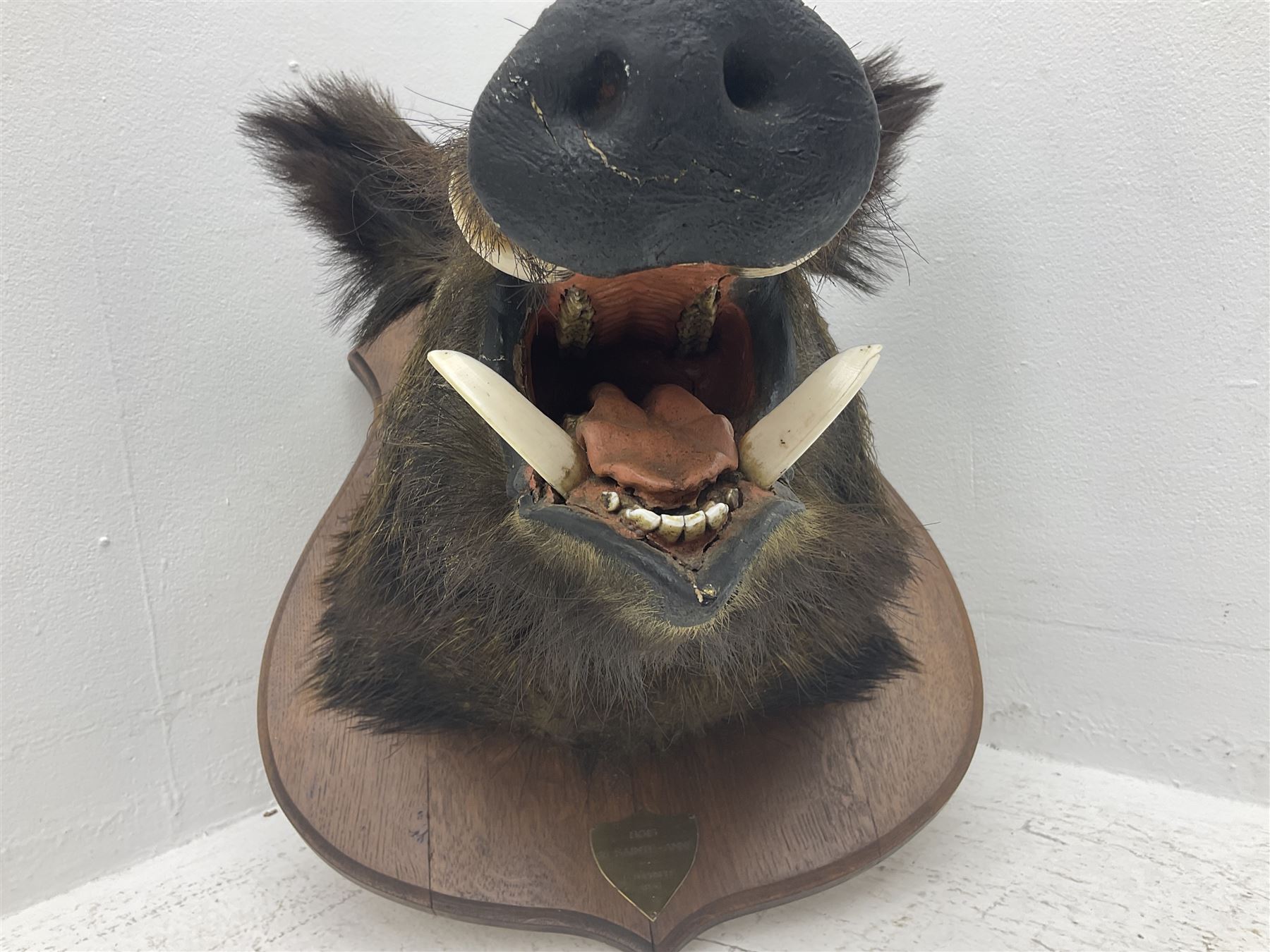 Taxidermy: European Wild Boar (Sus scrofa), adult male shoulder mount looking straight ahead, with mouth agape, on an wooden shield bearing brass plaque 'Boise de Sainte-Anne, 5 December 1930', D53cm