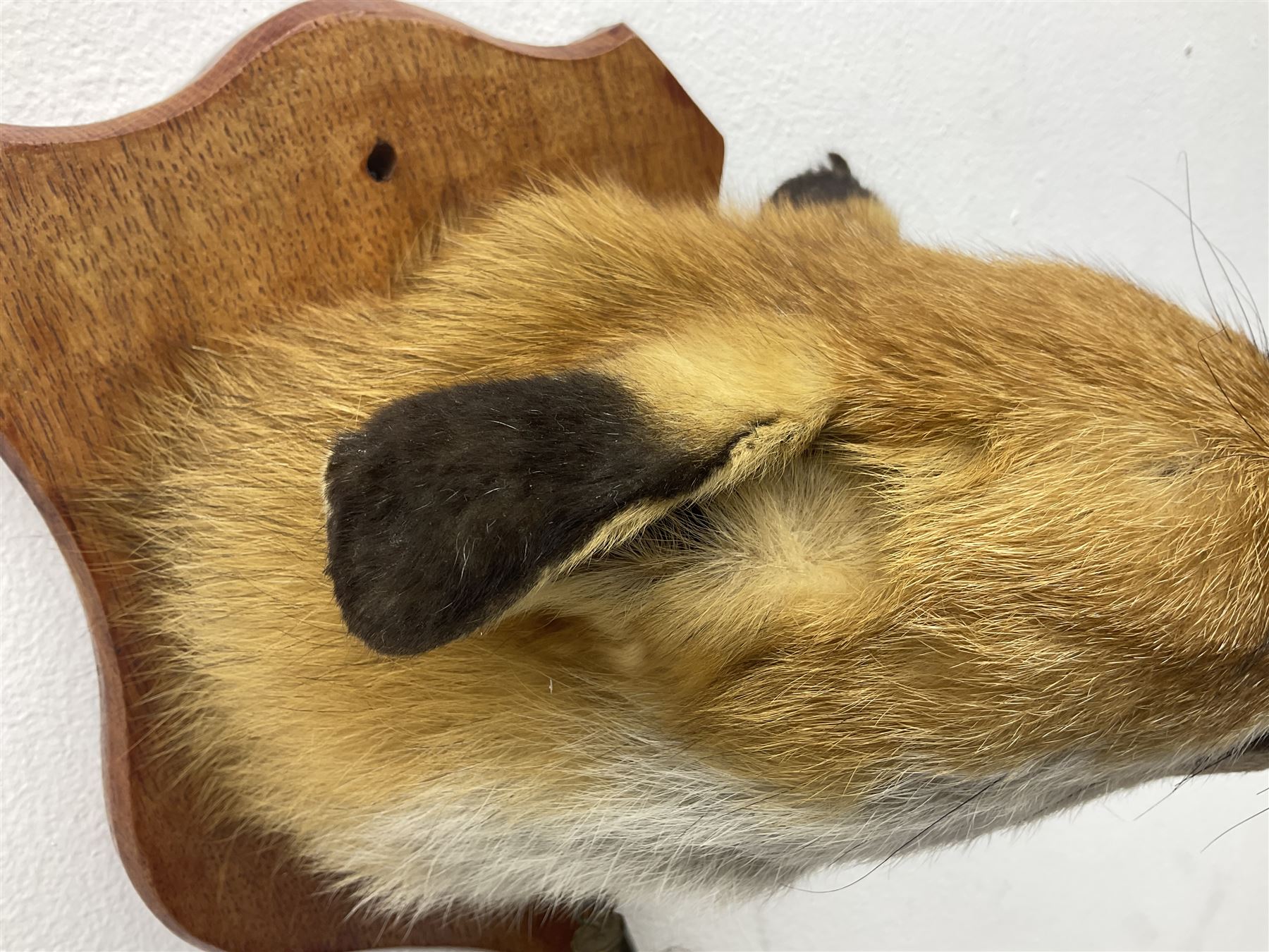 Taxidermy; Red fox mask (Vulpes vulpes), with mouth agape bearing teeth, mounted upon oak shield, with brush, shield L26cm