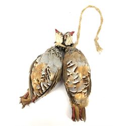 Taxidermy: Brace of two red-legged partridges (Alectoris rufa) tied together with rope around the neck, L34cm. 