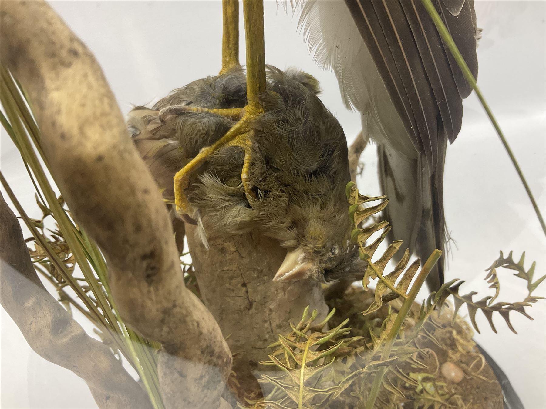 Taxidermy; Victorian European Sparrowhawk (Accipiter nisus), a full mount adult with pray,  perched upon a tree stump amidst a naturalistic setting, encased within a glass dome with an ebonised base, H55cm