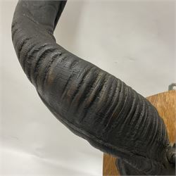 Antlers/Horns: Greater Kudu (Tragelaphus Strepsiceros), Pair of Kudu curved horns on partial skull, mounted on an oak shield, H120cm