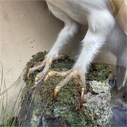 Taxidermy: Victorian cased Barn Owl (Tyto alba), full adult mount perched upon a tree stump amidst a natural setting, encased with an green single- glass display case, H46cm, L39cm, D17cm 