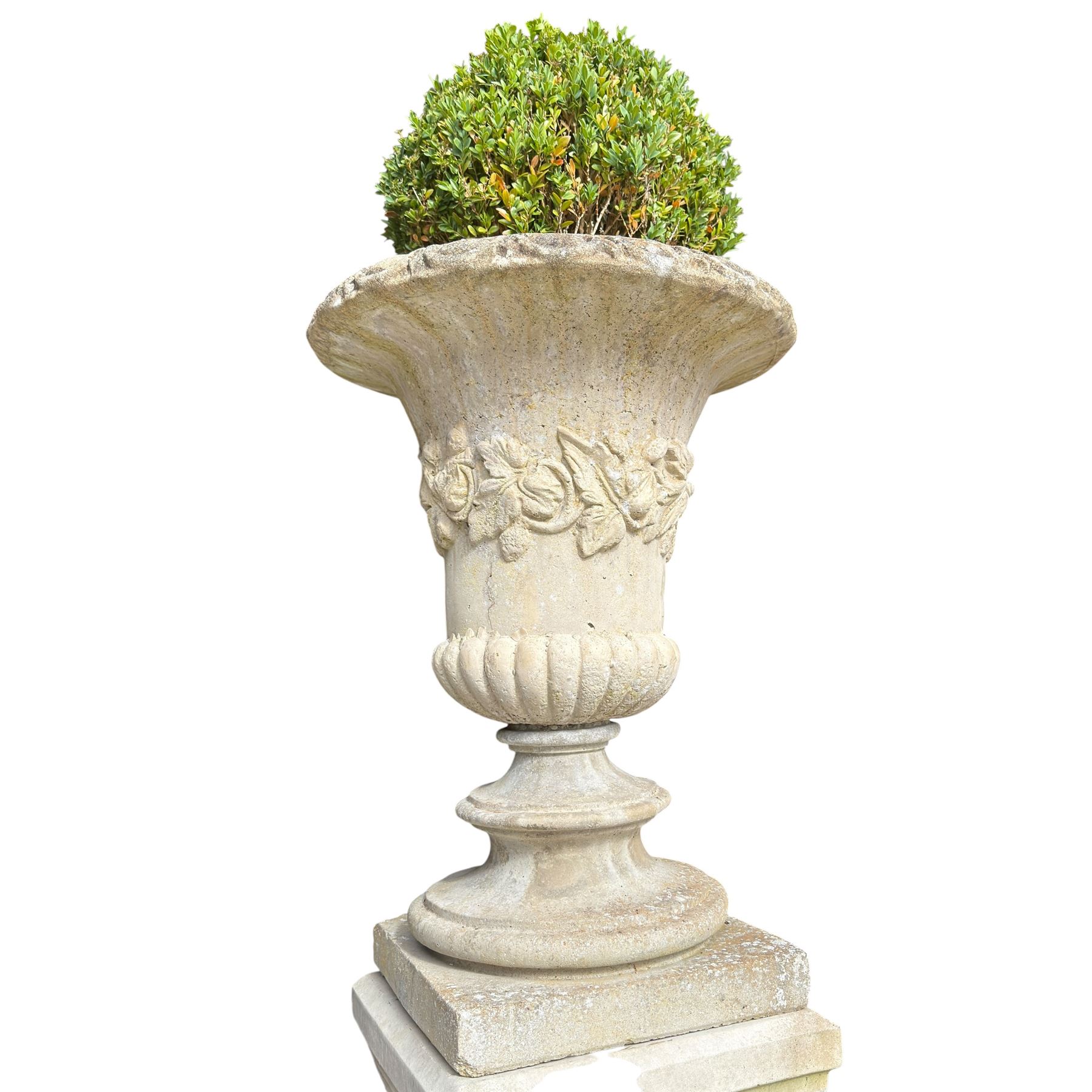 Pair of weathered composite stone campana urns on pedestals, the flared egg-and-dart rim over a tapering body with fruiting grapevine decoration in relief, over gadrooned underbelly, the rectangular pedestals moulded with floral garlands, planted