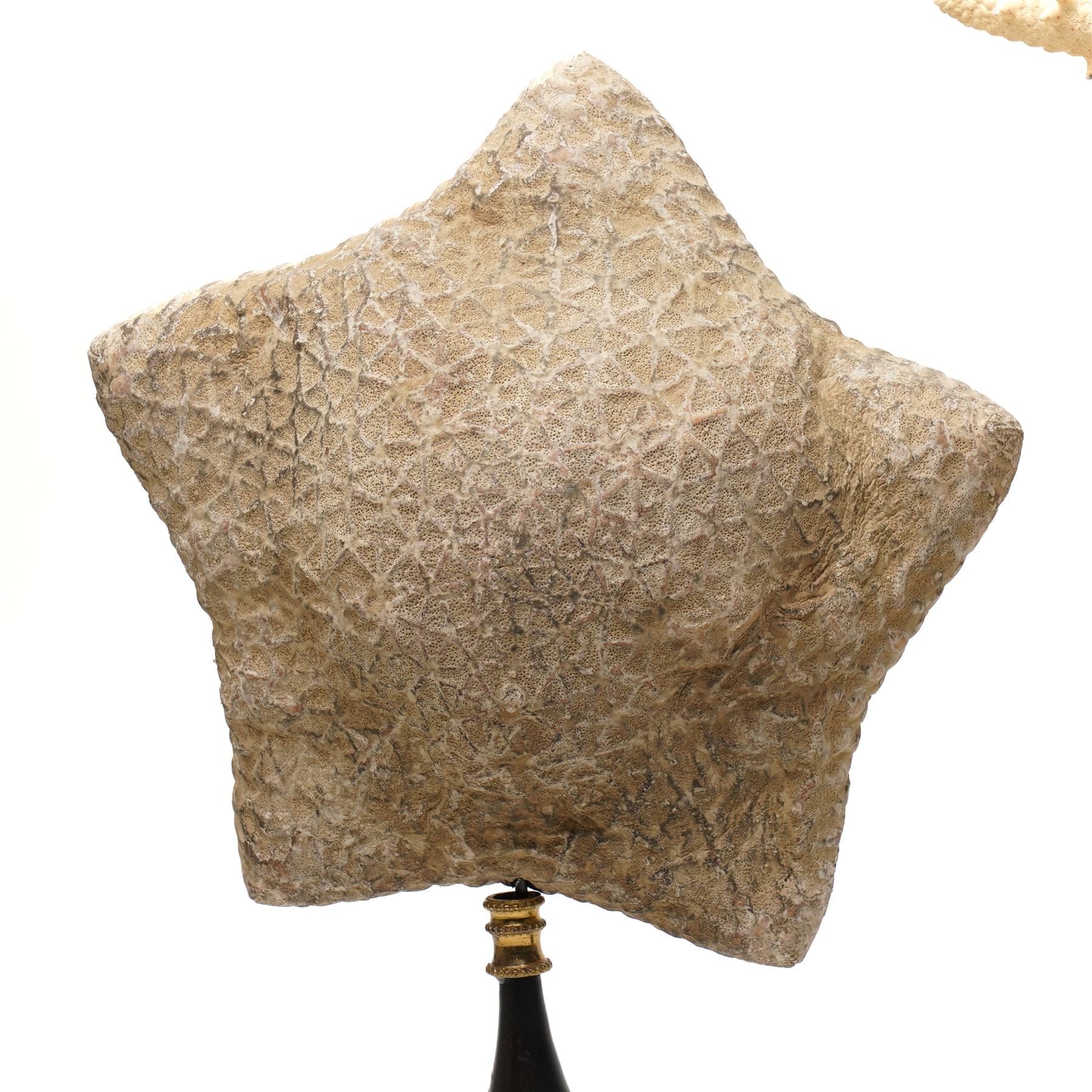 Natural History - Two Victorian preserved starfish on open display, first example five pointed Asteridea starfish, second example five point Halityle starfish, each upon turned ebonized wooden stand, largest H59cm 