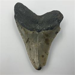 Megalodon (Otodus Megalodon) tooth fossil, age; Miocene period, H11cm, W9cm