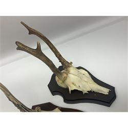 Antlers/Horns: Roe Deer (Capreolus capreolus) ten pairs of roe deer antlers mounted upon wooden shields, shield H20cm 