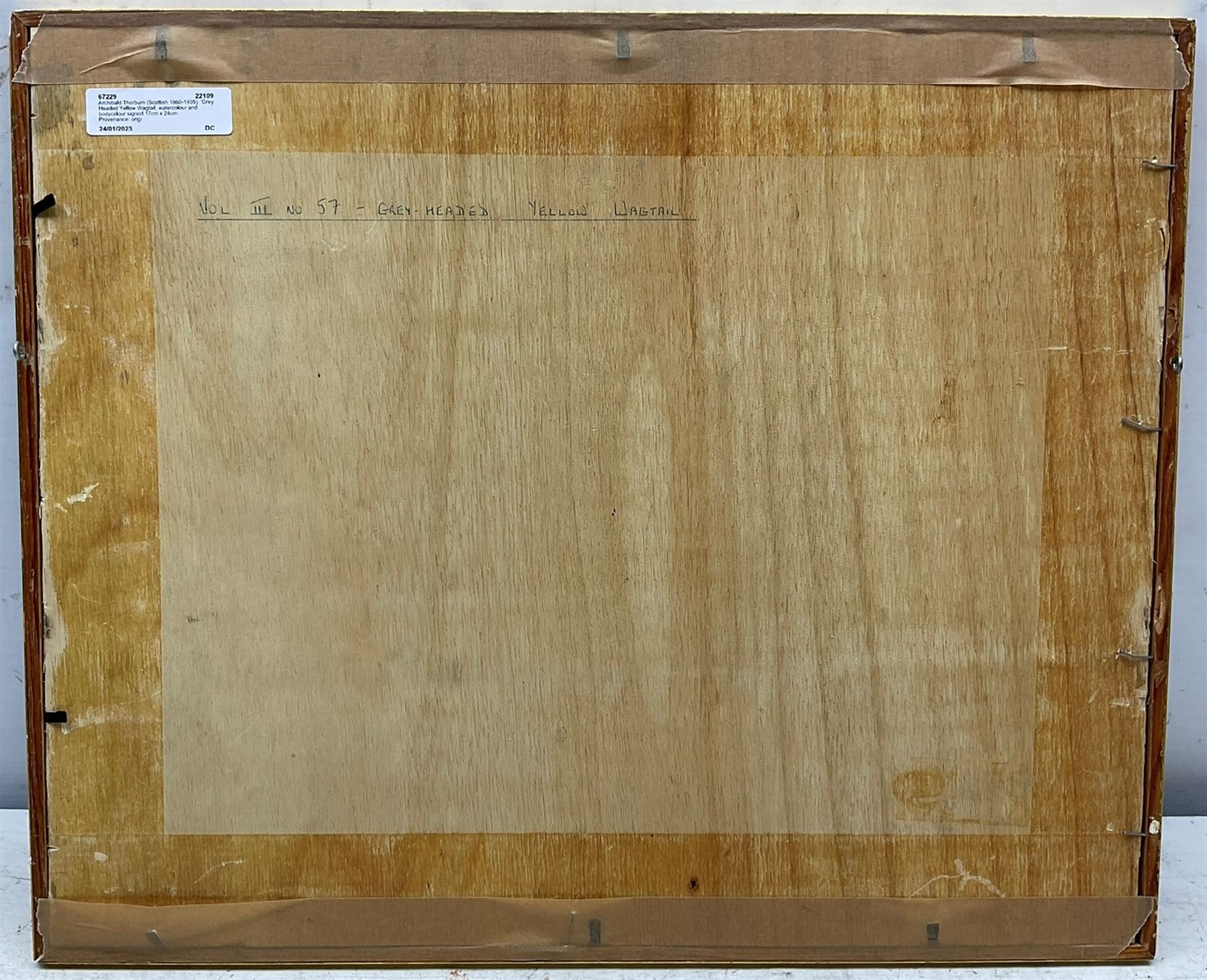 Archibald Thorburn (Scottish 1860-1935): 'Grey Headed Yellow Wagtail', watercolour and bodycolour signed 17cm x 24cm 
Provenance: original illustration for Lord Lilford's 'Coloured Figures of the Birds of the British Islands' Vol.III, Plate No.57, pub. 1885