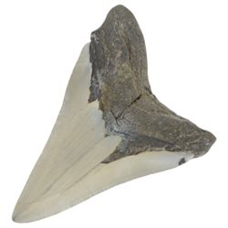 Megalodon (Otodus Megalodon) tooth fossil, with fine serrations, H10.5cm