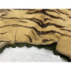 Skins/Hides: Victorian Tiger skin rug (tigris tigris), with green backing with scalloped edges,  L188cm  