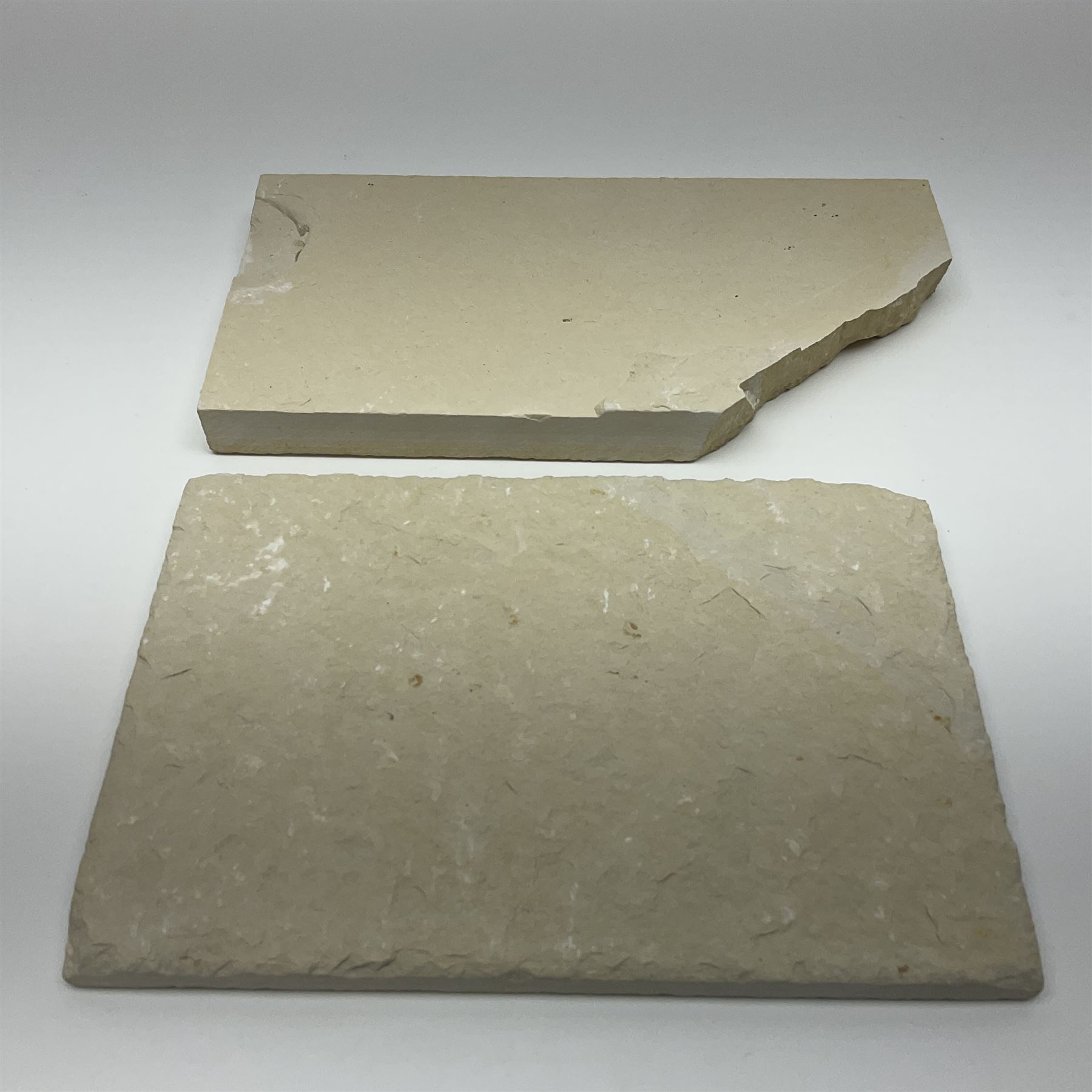 Two fossilised fish (Knightia alta) each in an individual matrix, age; Eocene period, location; Green River Formation, Wyoming, USA, largest matrix H8cm, L16cm