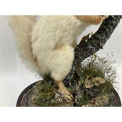 Taxidermy: Victorian cased Red Squirrel (Sciurus vulgaris), full mount holding a hazelnut, upon naturalistic ground, enclosed beneath a period oval glass dome with ebonised base, raised upon four bun feet H44cm D15cm W24cm