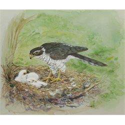 Furnell (British Contemporary): Sparrowhawk and her Chicks, watercolour signed 33cm x 39cm