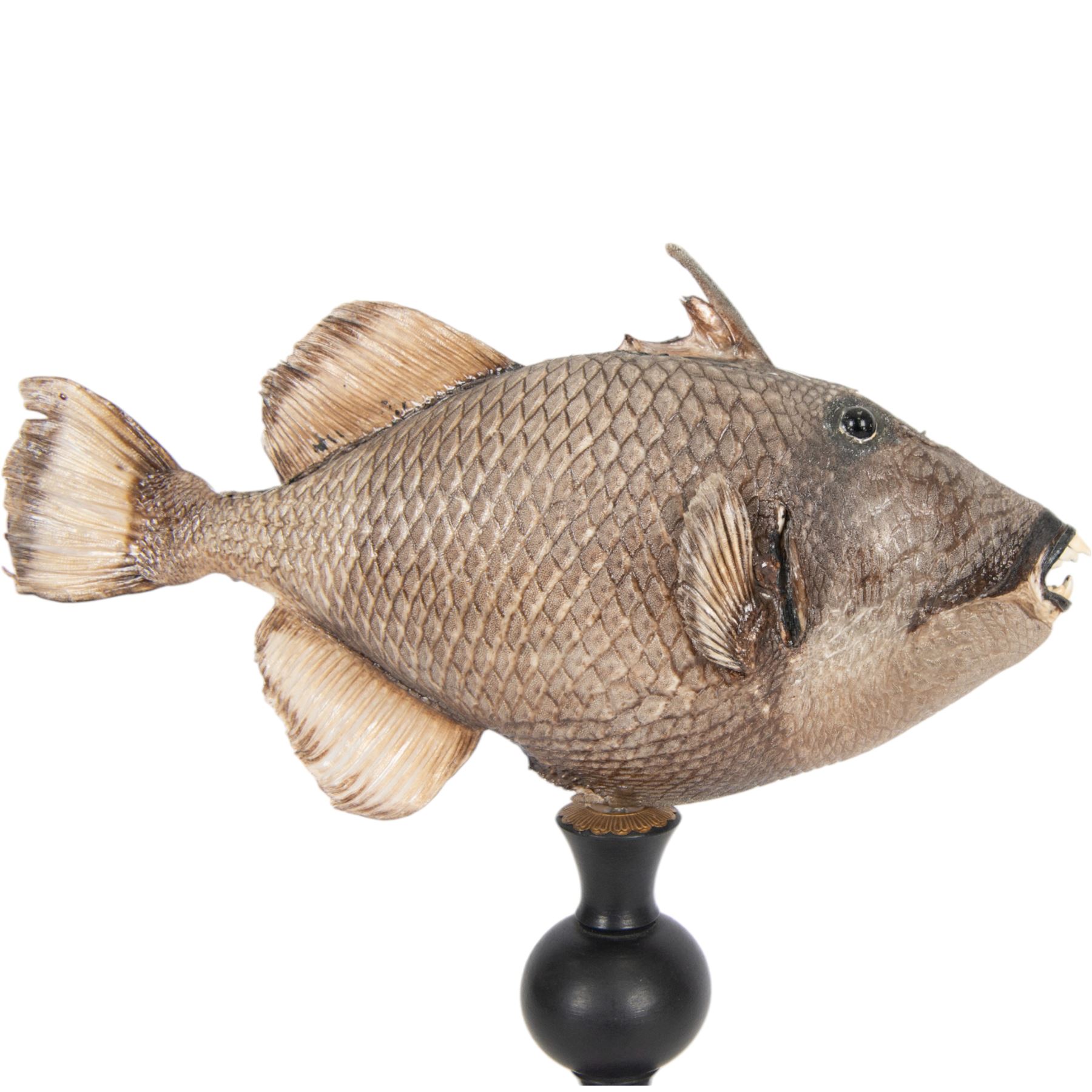 Taxidermy; Preserved Triggerfish (Balistidae), full adult mount, mounted upon an ebonised pedestal, fish L48cm, overall H50cm