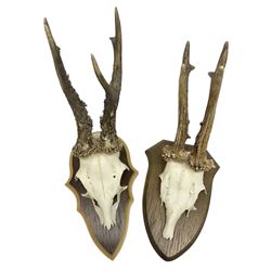 Antlers/Horns; Roe deer (Capreolus capreolus), two pairs of Roebuck Antlers with partial skull , upon wooden shields, H32cm