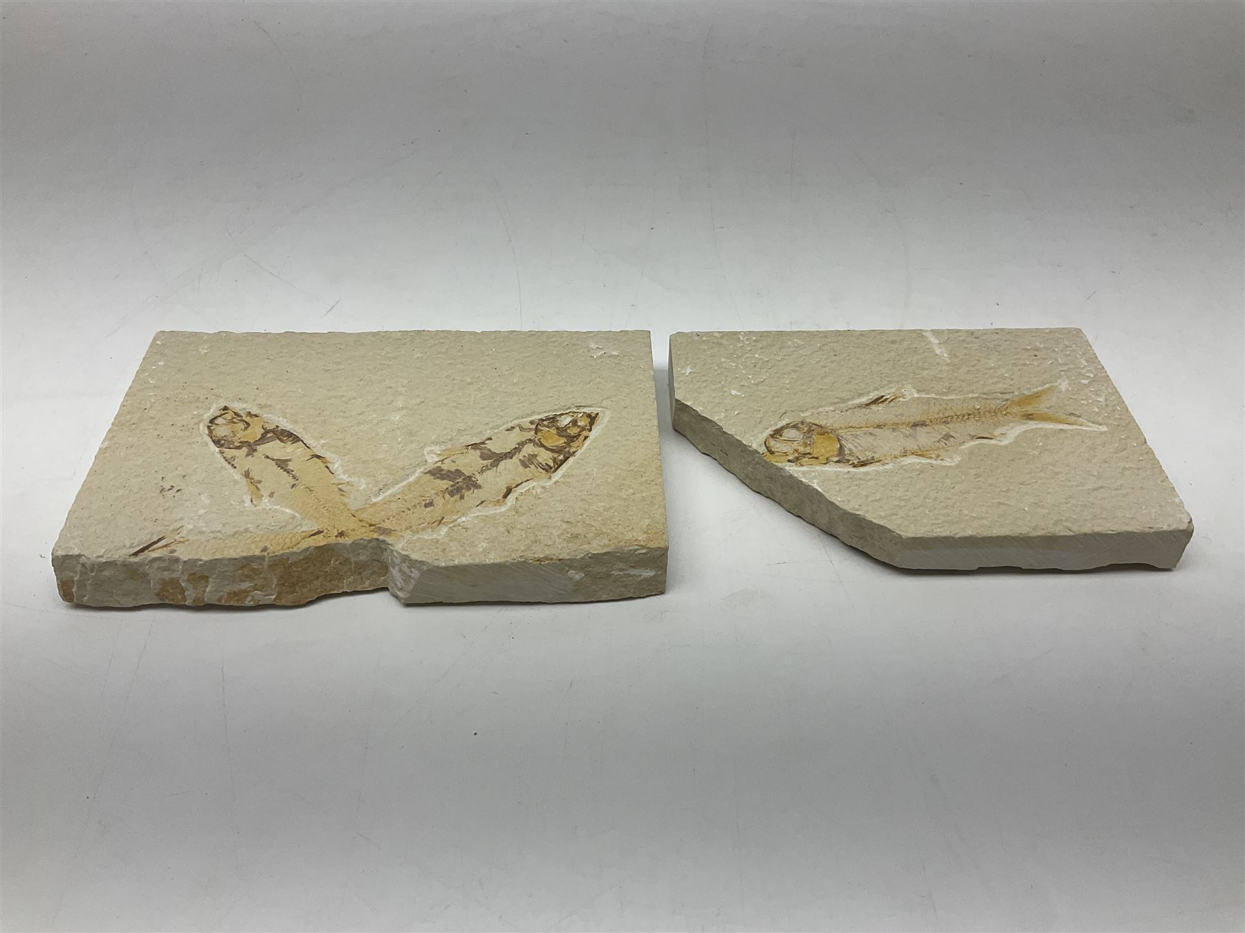 Three fossilised fish (Knightia alta) two in a single matrix, the other in an individual maxtrix, age; Eocene period, location; Green River Formation, Wyoming, USA, largest matrix H9cm, L15cm