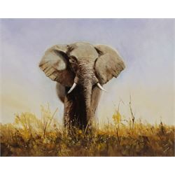 Joe Townend GRA (British 1946-): Elephant, oil on canvas signed 40cm x 50cm (unframed)