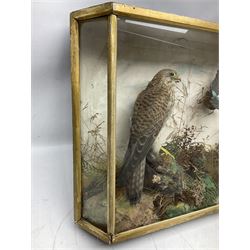 Taxidermy; Victorian cased bird diorama,  pair of Kingfishers (Alcedo Athis) adult mounts and Kestrel (Falco tinnunculus) adult mount, in a naturalistic setting with one kingfisher in flight, encased within a three pane display case, H45cm, L72cm