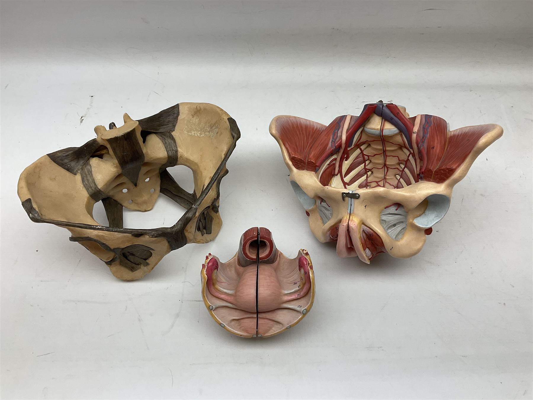 20th century anatomical diagram of 'The Respiratory stystem' by Adam Rouilly, on wooden scroll, approximately overall H114cm W77cm, together with two Travell and Simons 'Trigger Point Pain Patterns' posters, and two anatomical models
