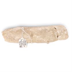 Fossil collections; including ray finned fossilised fish, ammonites Gryphaea, etc  