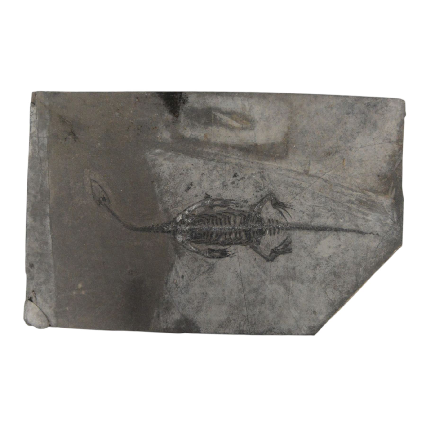 Fossilised reptile Keichosaurus hui, age; Triassic Period, Location Henana Province China, specimen L18cm   