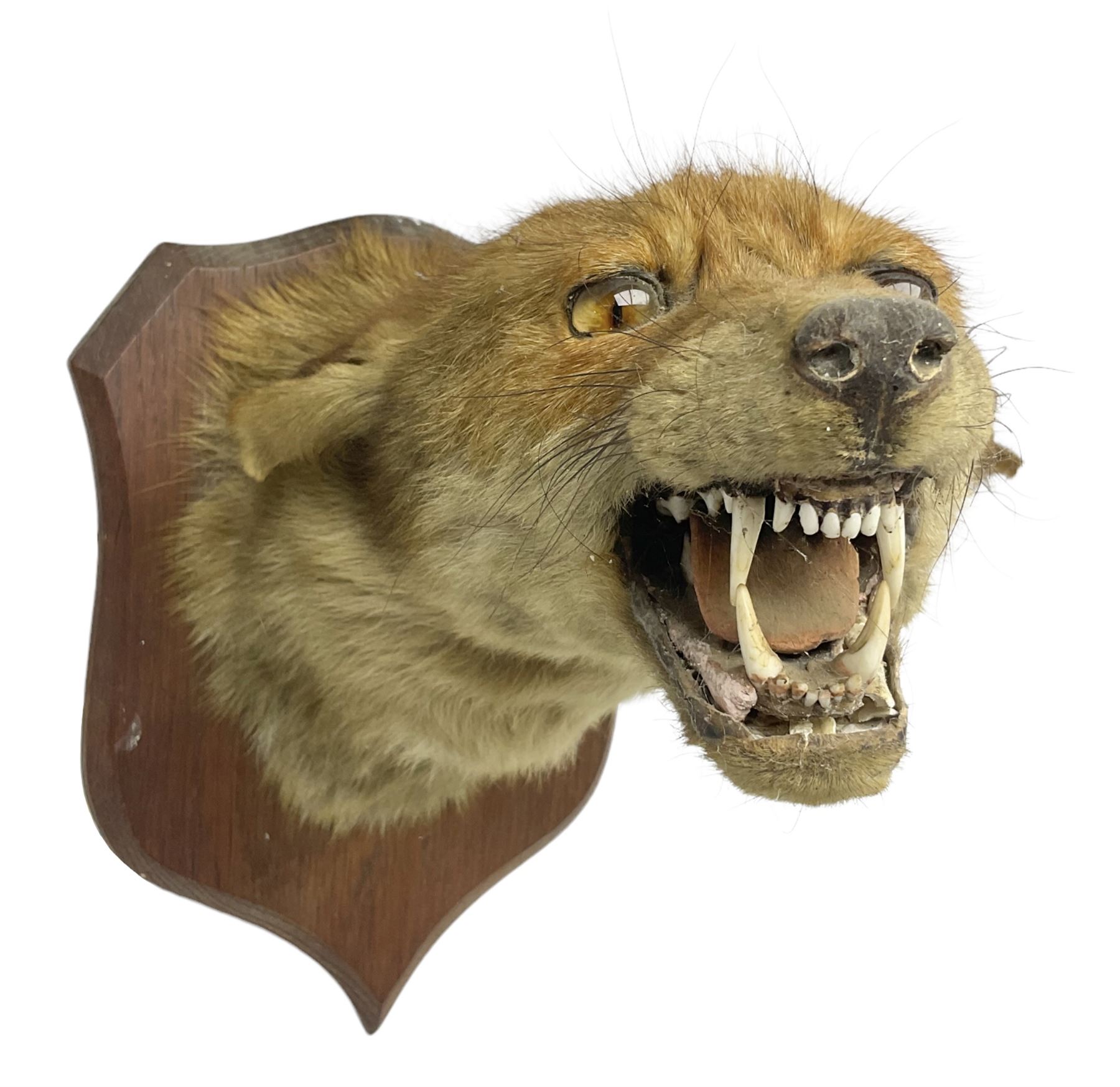 Taxidermy; Red fox mask (Vulpes vulpes), with mouth agape bearing teeth and ears back, mounted upon oak shield