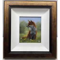 Carl Whitfield (British 1958-): 'Fox in Meadow', oil on board signed 14cm x 11.5cm
Provenance: with Lairgate Galleries, Beverley, original receipt verso