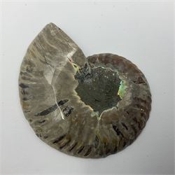 Two pairs of sliced ammonite fossils with polished finish, age: Cretaceous period, location: Madagascar, largest D6cm