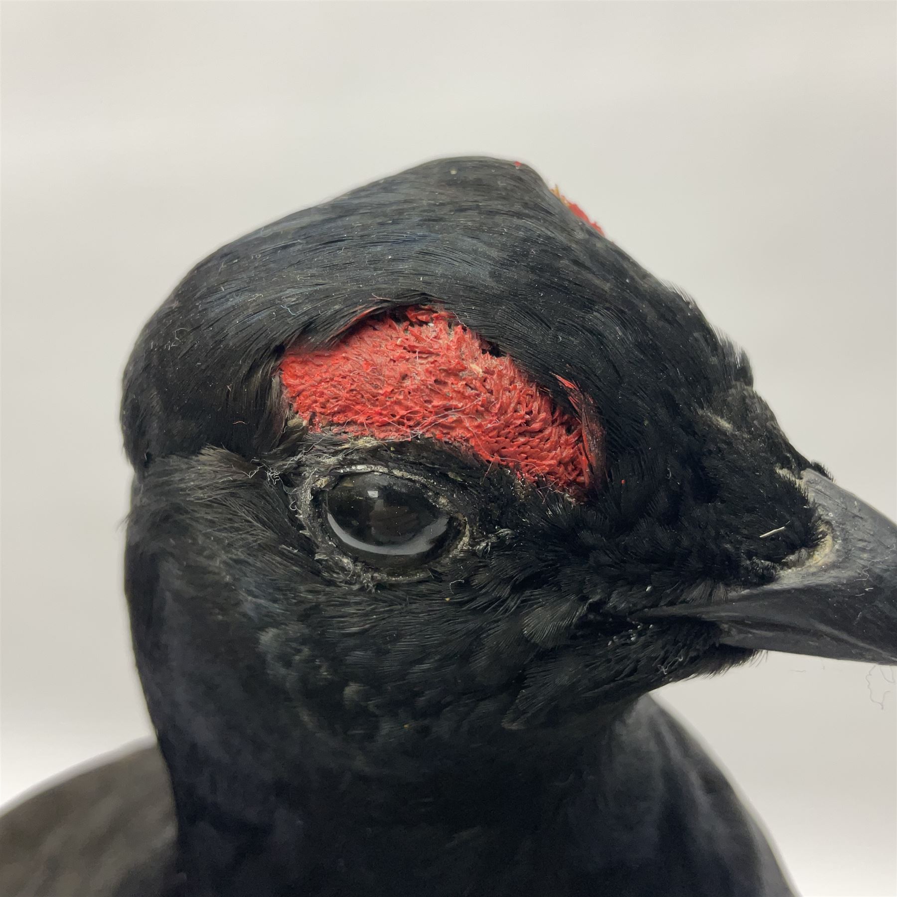 Taxidermy: Black Grouse (Lyrurus tetrix), full mount adult cockbird, open display perched upon a branch, H48cm