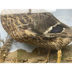 Taxidermy; Cased pair of Mallard hens (Anas platyrhynchos) pair of female adult mounts,  in a naturalistic setting against a painted backboard, encased within a single pane display case, H50cm, L89cm