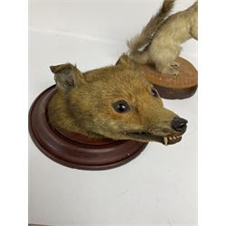 Taxidermy; Red fox mask (Vulpes vulpes), together with stoat (Mustela erminea) study and squirrel (Sciuridae), all on wood bases