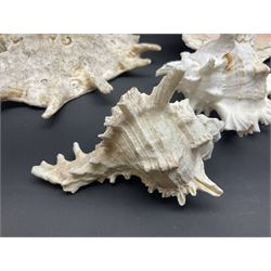Conchology: selection of conch shells, to include horned examples, largest H17cm, L24cm