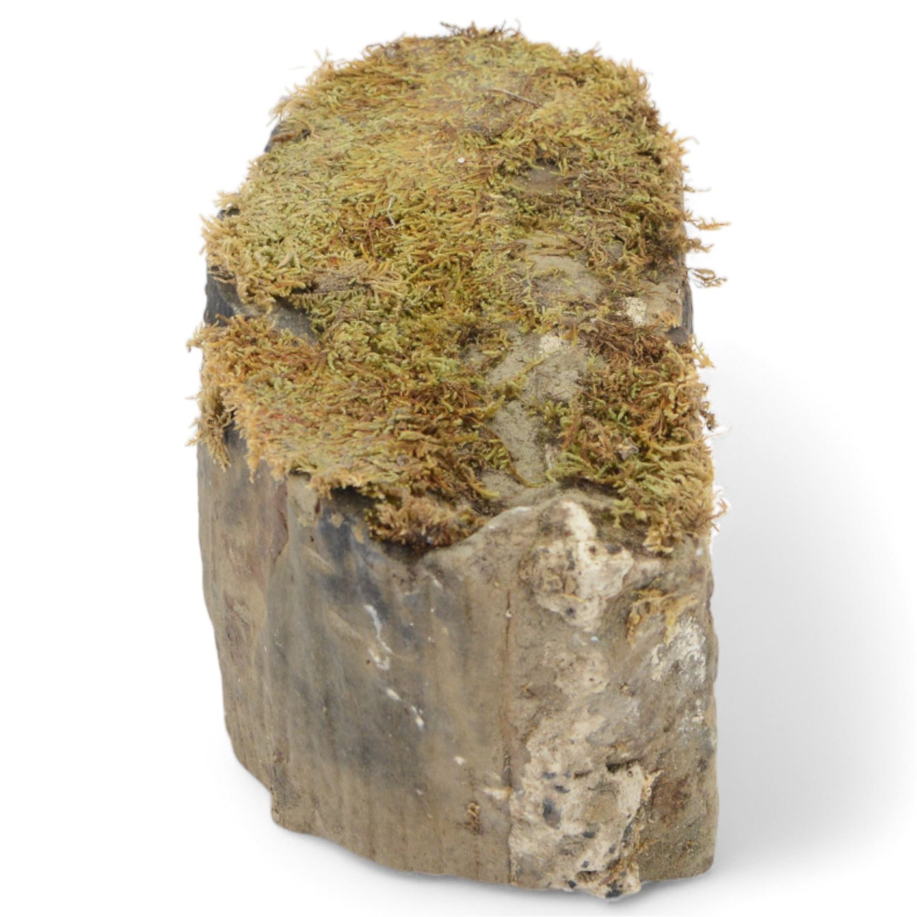 Petrified wood tree trunk/branch, sliced in cross-section with textured edge, H20cm