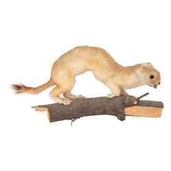 Taxidermy; Eurasian Stoat (Mustela erminea) full adult mount on open display, upon a branch, together with mouse (Apodemus sylvaticus) on open display and mouse skeleton 