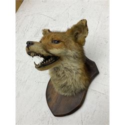Taxidermy; Red fox mask (Vulpes vulpes), an adult head mount looking straight ahead, with mouth open bearing teeth, mounted upon a oak shield, H30cm 