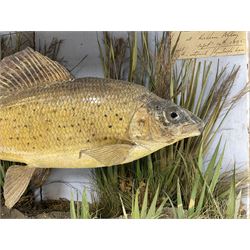 Taxidermy: Grayling (Thymallus thymallus), preserved by John Cooper & Sons, 28 Radnor Street, St Luke's, London, skin mount set above a pebbled river bed with reeds and grasses, set against blue painted back drop, with inscription 'Grayling caught by Rev R.S. Ricketts at Kirkham Bridge Sept 14th 1895, artificial fly - single hair' L57cm H29cm 