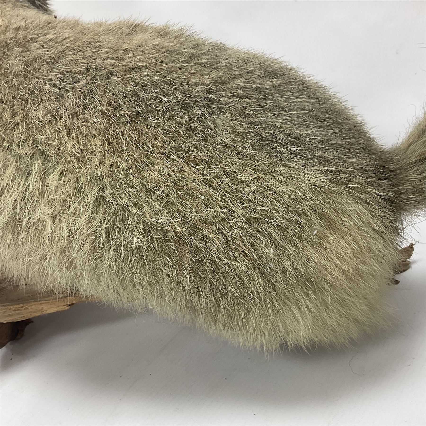 Taxidermy: Alpine Marmot (Marmota marmota), full adult mount stood upon a wooden base, H29cm 